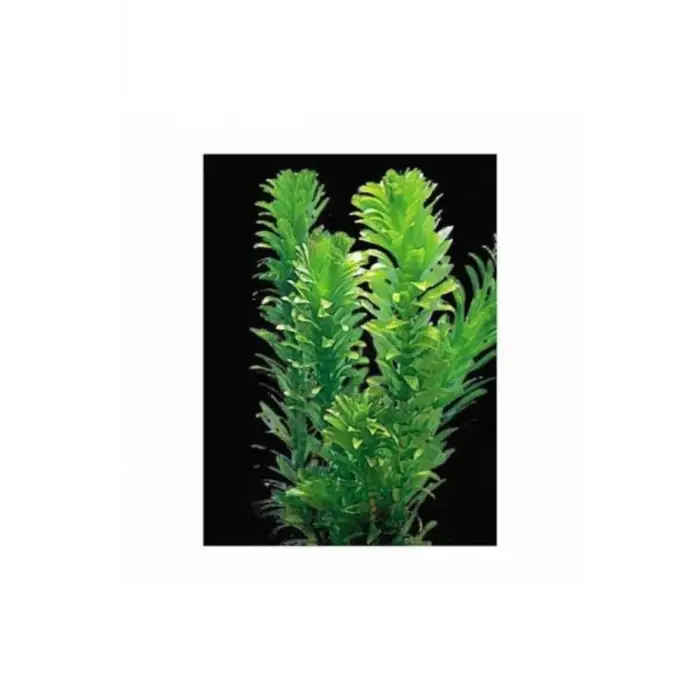 Akvaryum Bitkisi Elodea Densa, 5 Dal, Dev Boy, Xxl, Yeşil