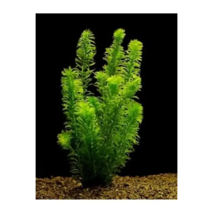 Akvaryum, Elodea Densa Canlı Bitkisi, 5 Kök, 15-25 cm