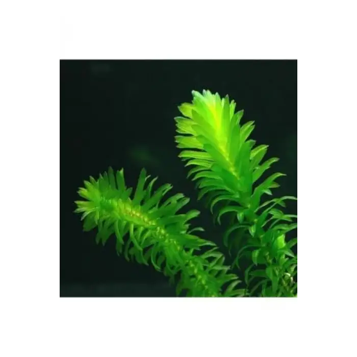 Akvaryum, Elodea Densa Canlı Bitkisi, 5 Kök, 15-25 cm