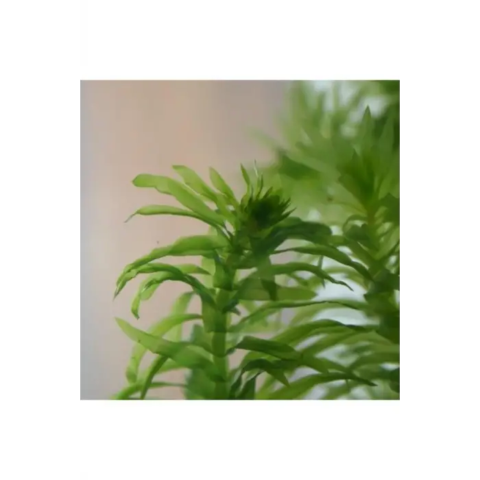Akvaryum, Elodea Densa Canlı Bitkisi, 5 Kök, 15-25 cm