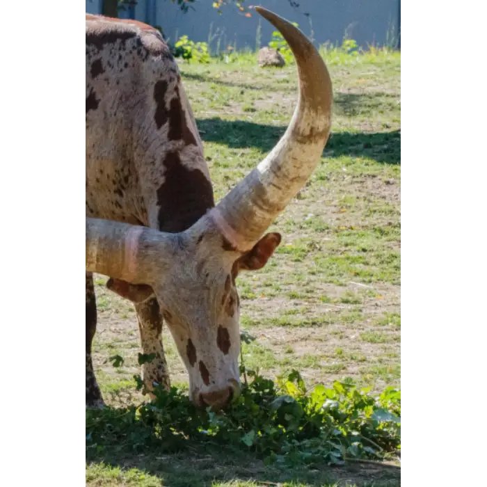 Ankole-Watusi cattle, sketchpad