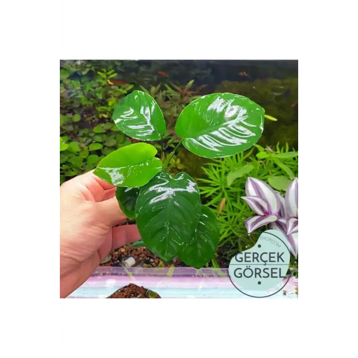 Anubias Broad Leaf 6-7 Yapraklı Canlı Bitki M