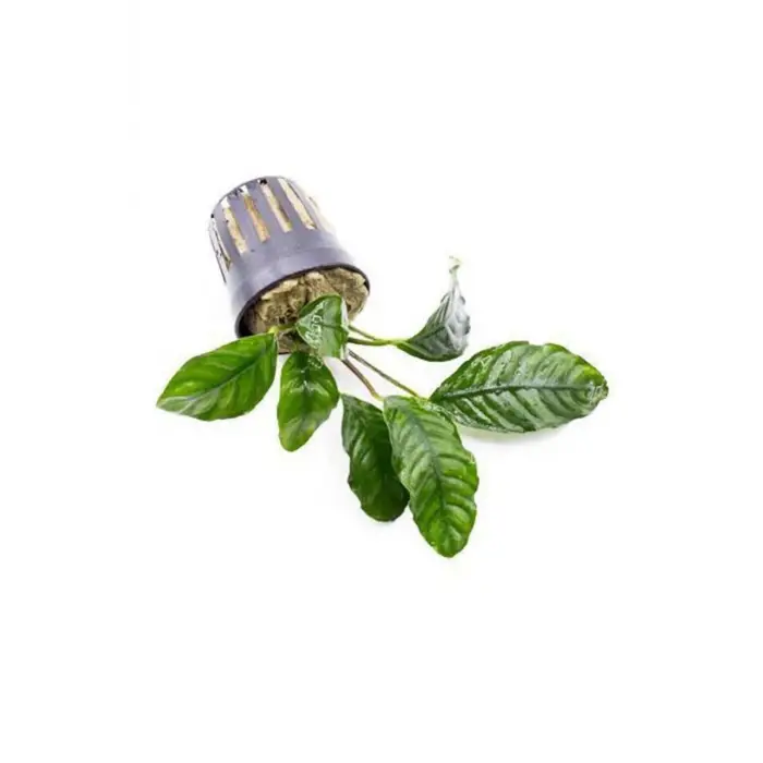 Anubias Coffeefolia Compact Saksı Canlı Bitki
