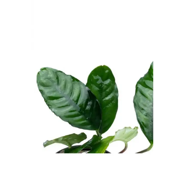 Anubias Coffeefolia Compact Saksı Canlı Bitki