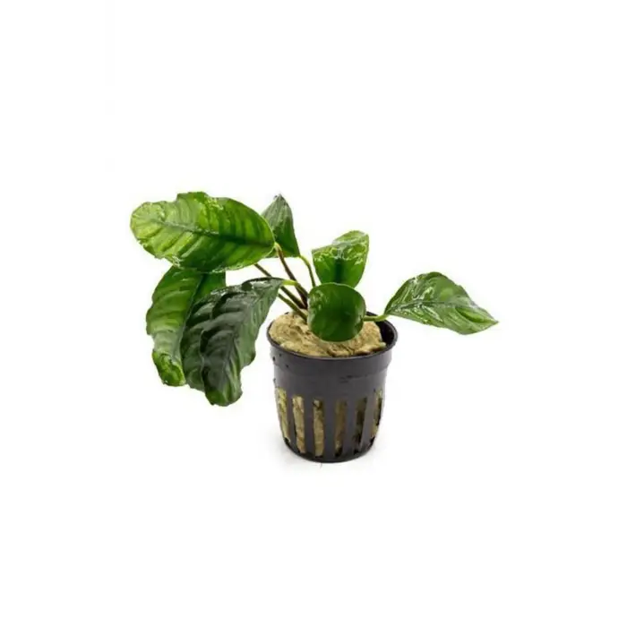 Anubias Coffeefolia Compact Saksı Canlı Bitki