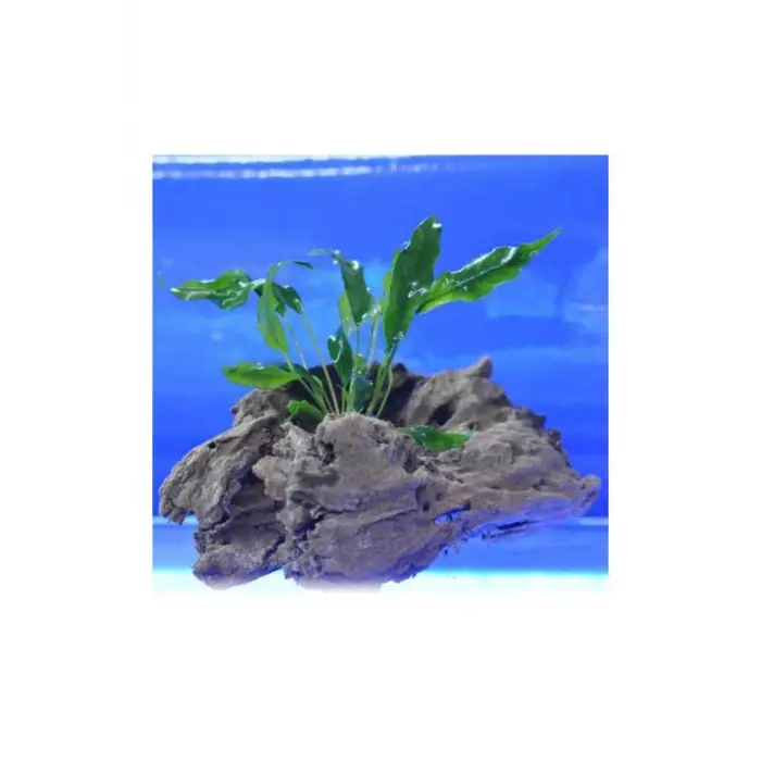Anubias Minima Canlı Bitki