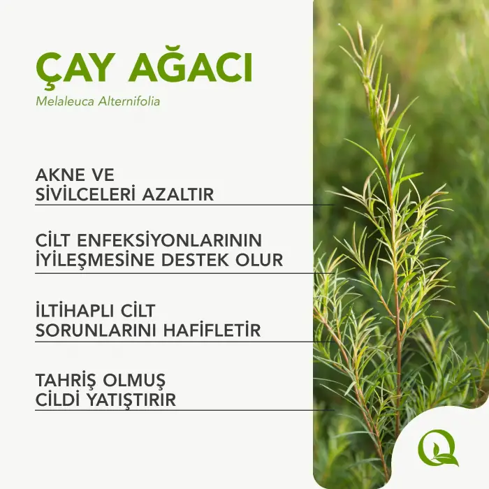 AqtarÇay Ağacı Kremi, Doğal Yağ İçeren Özel Formül, 50 ml