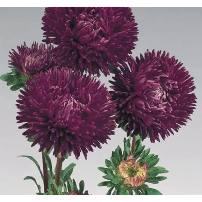 Aster Kasımpatı (Krizantem), Mor Renkli (20 Tohum)