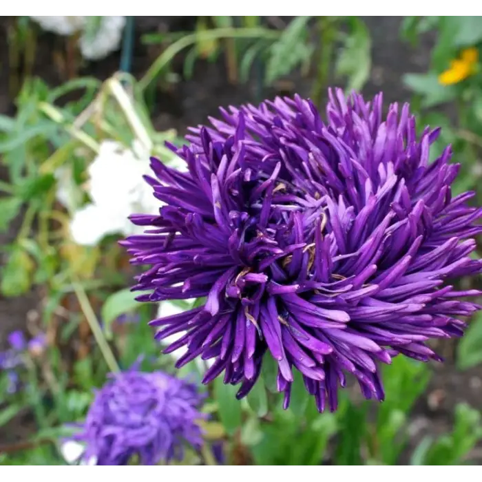 Aster Kasımpatı (Krizantem), Mor Renkli (20 Tohum)