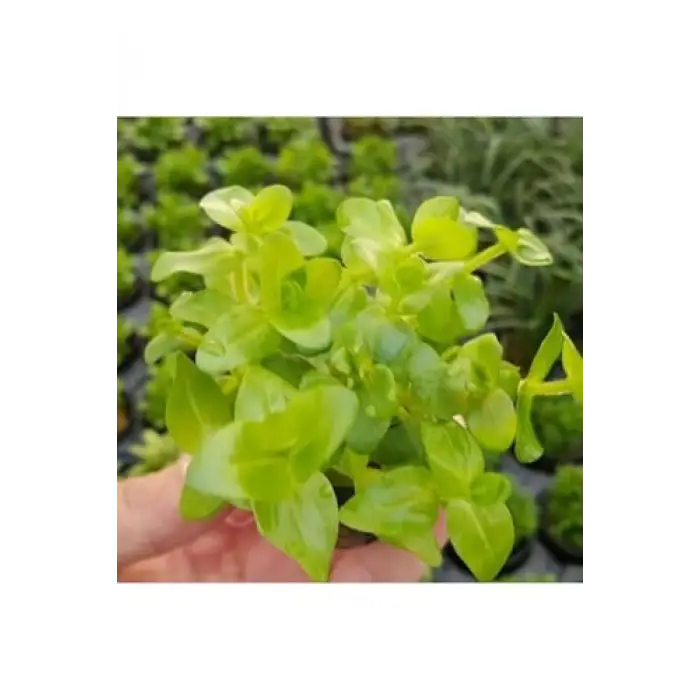 Bacopa Lanigera Saksı Canlı Bitki