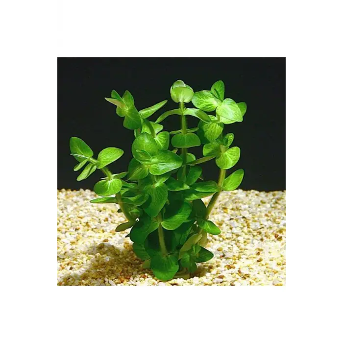 Bacopa Lanigera Saksı Canlı Bitki