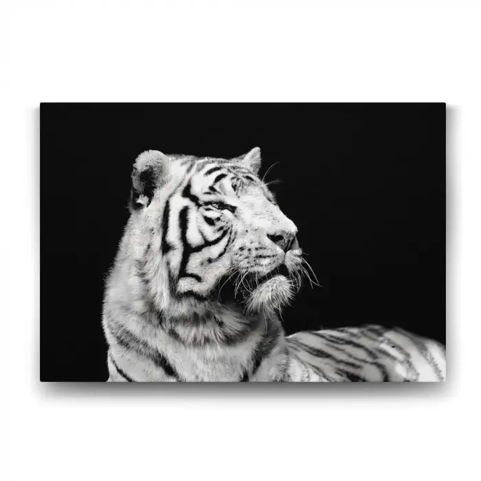 Beyaz Kaplan Profil Tablosu - 60x40cm