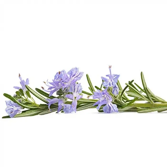 Biberiye Yağı 20 ml