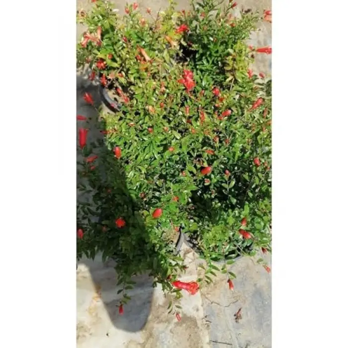 Bodur Süs Narı; 30-60 cm, Saksılı, Çiçekli Bodur Bitkiler, Pomegranate Tree