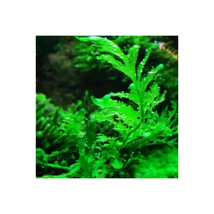 Bolbitis Heudelotii Var Difformis Saksı Canlı Bitki