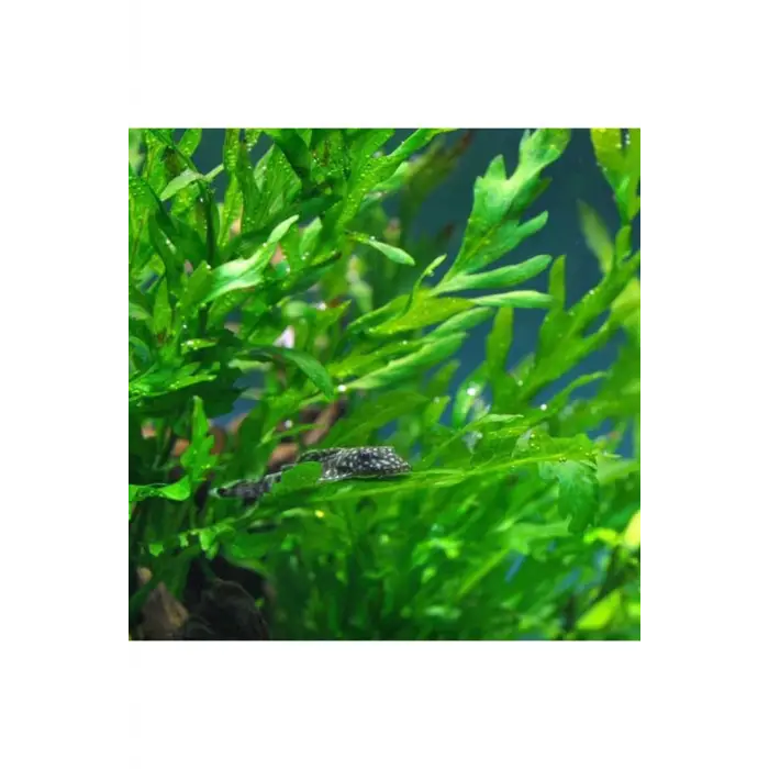 Bolbitis Heudelotii Var Difformis Saksı Canlı Bitki