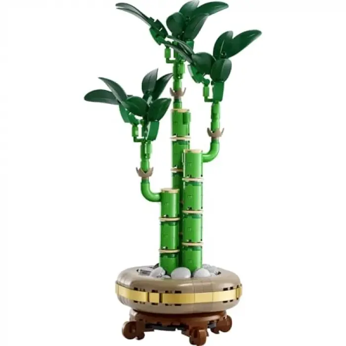 Botanicals Şans Bambusu 10344
