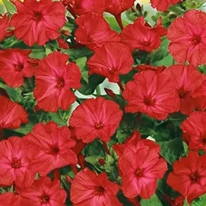 Bright Red Akşam Sefası 20 Saksı