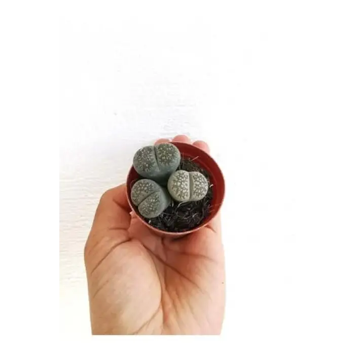 BTSTS6 Lithops Taş Kaktüs