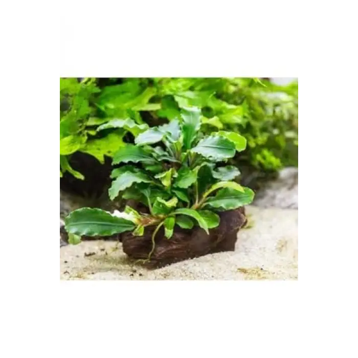 Bucephalandra Green Way Canlı Bitki, Saksılı