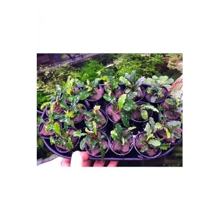 Bucephalandra Green Way Canlı Bitki, Saksılı