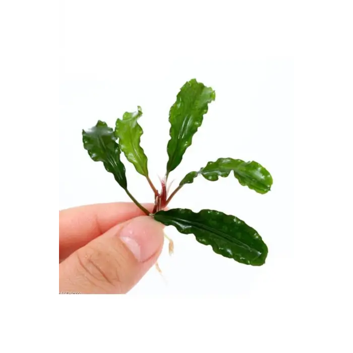 Bucephalandra Green Way Canlı Bitki, Saksılı