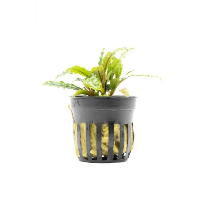 Bucephalandra Velvet saksılı canlı bitki