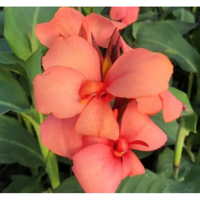 Canna - Tesbih Çiçeği - MANGO (1 Tohum)