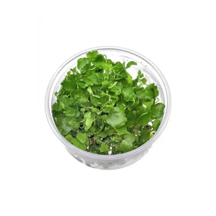 Cardamine Lyrata In Vitro Canlı Bitki