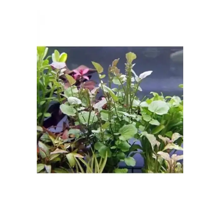 Cardamine Lyrata In Vitro Canlı Bitki