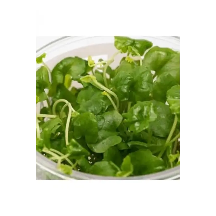 Cardamine Lyrata In Vitro Canlı Bitki