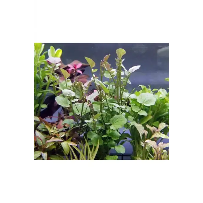 Cardamine Lyrata In Vitro Canlı Bitki