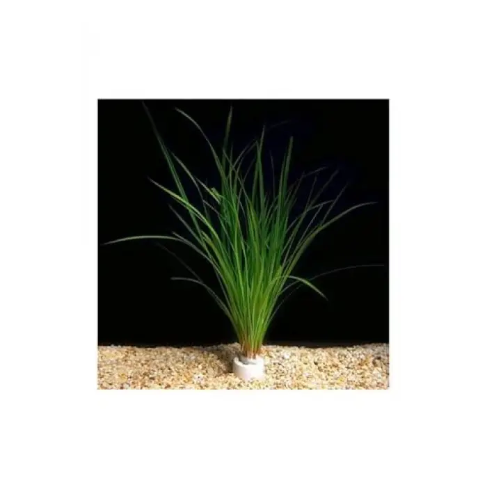 Cyperus Juncus Saksı Canlı Bitki