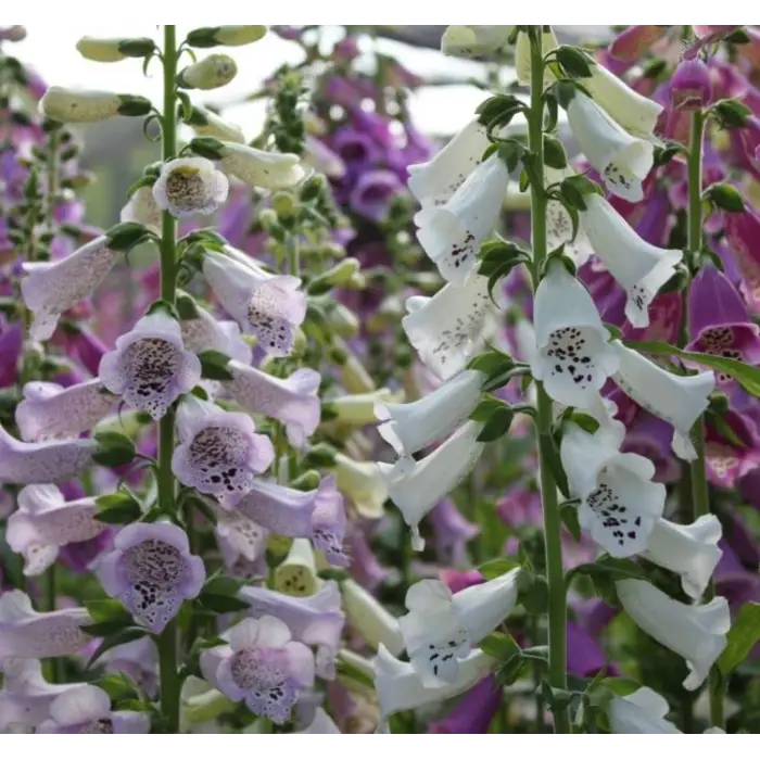 Digitalis Çiçeği Tohumu