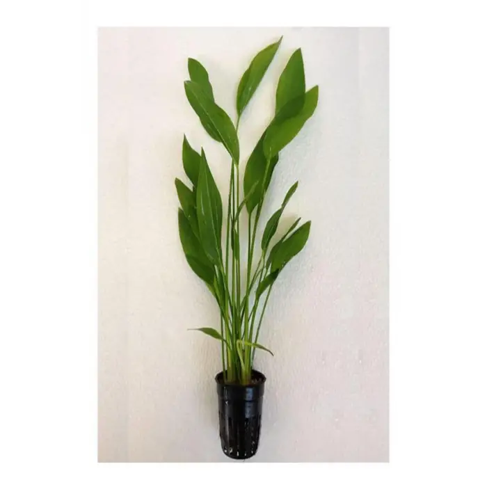 Echinodorus Argentinensis P056 Saksılı Canlı Bitki