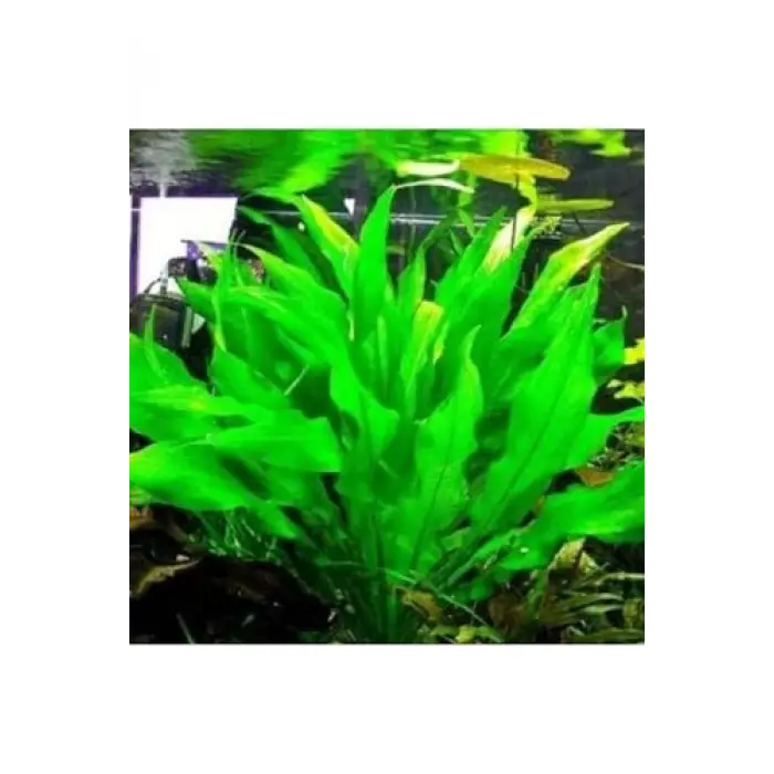 Echinodorus Bleheri Saksı Canlı Bitki
