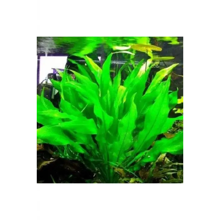 Echinodorus Bleheri Saksı Canlı Bitki