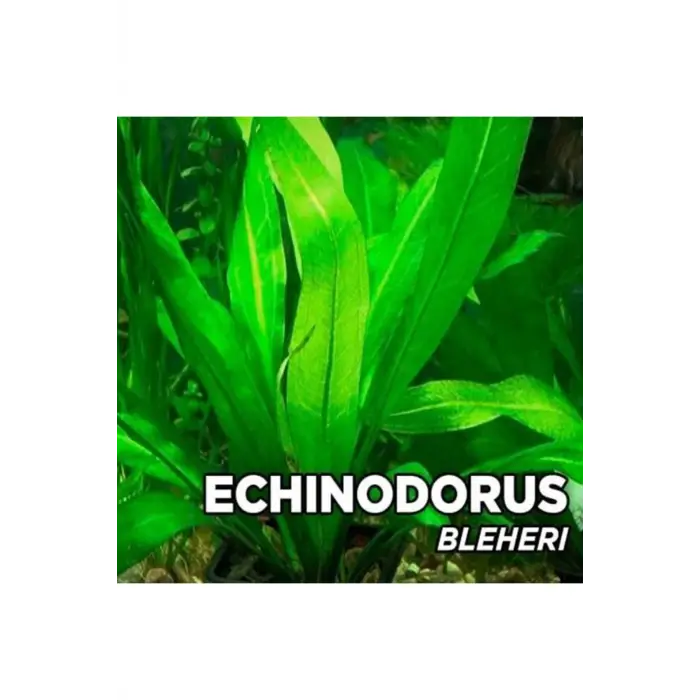 Echinodorus Bleheri Saksı Canlı Bitki