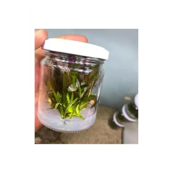 Echinodorus Rose In Vitro Canlı Bitki