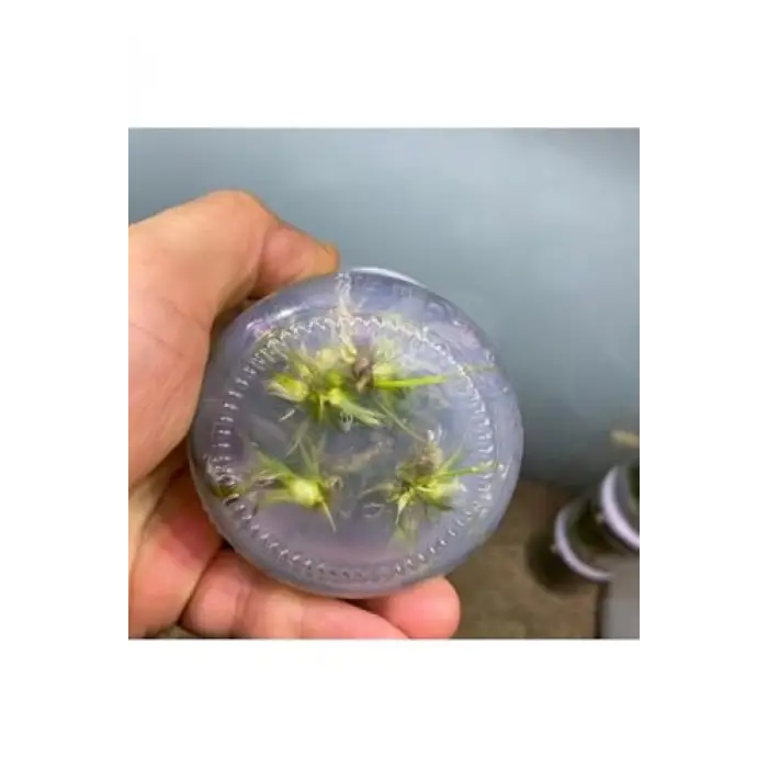 Echinodorus Rose In Vitro Canlı Bitki