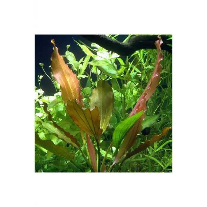 Echinodorus Rose In Vitro Canlı Bitki