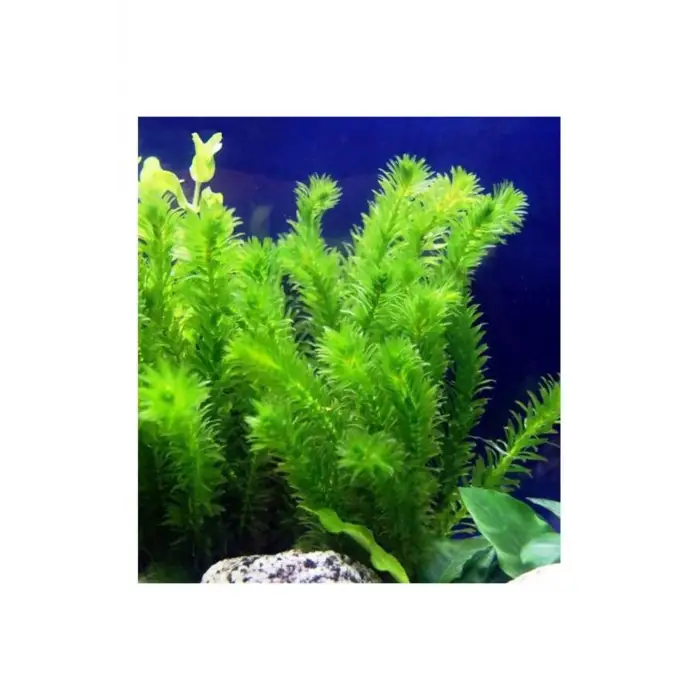 Elodea türü canlı akvaryum bitkisi, 5 kök