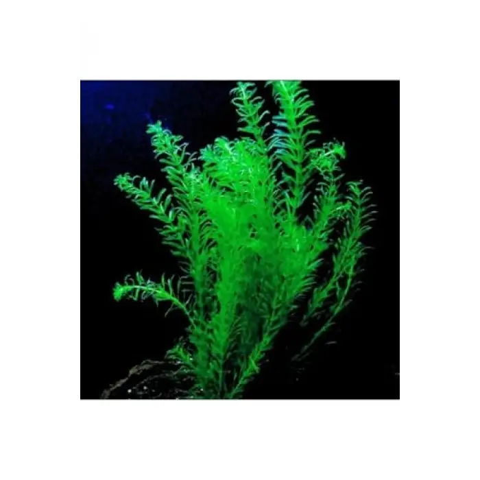 Elodea türü canlı akvaryum bitkisi, 5 kök