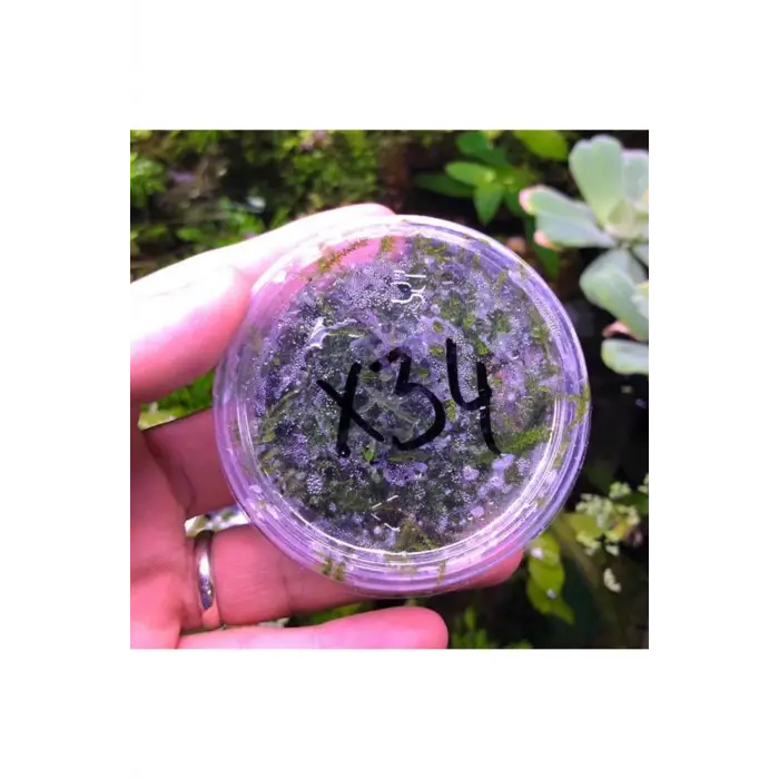 Erect Moss Kutu Canlı Bitki