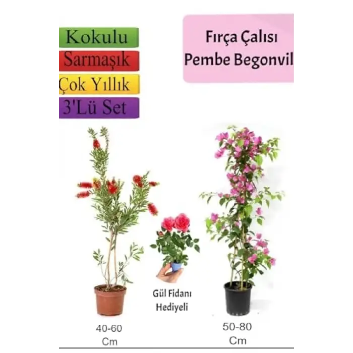 Fırça Çalısı+ Pembe Begonvil+ Gül Fidanı Hediyeli
