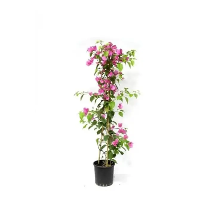 Fırça Çalısı+ Pembe Begonvil+ Gül Fidanı Hediyeli