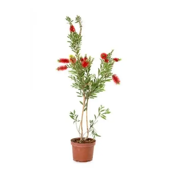 Fırça Çalısı+ Pembe Begonvil+ Gül Fidanı Hediyeli
