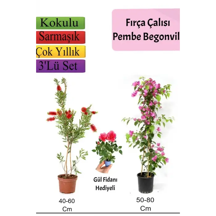 Fırça Çalısı+ Pembe Begonvil+ Gül Fidanı Hediyeli