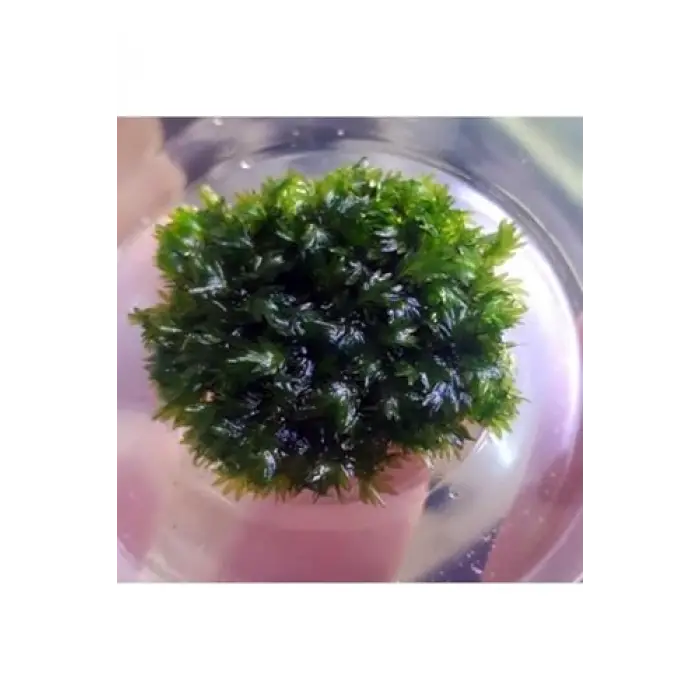 Fissidens Miroshaki Moss Cup Canlı Bitki
