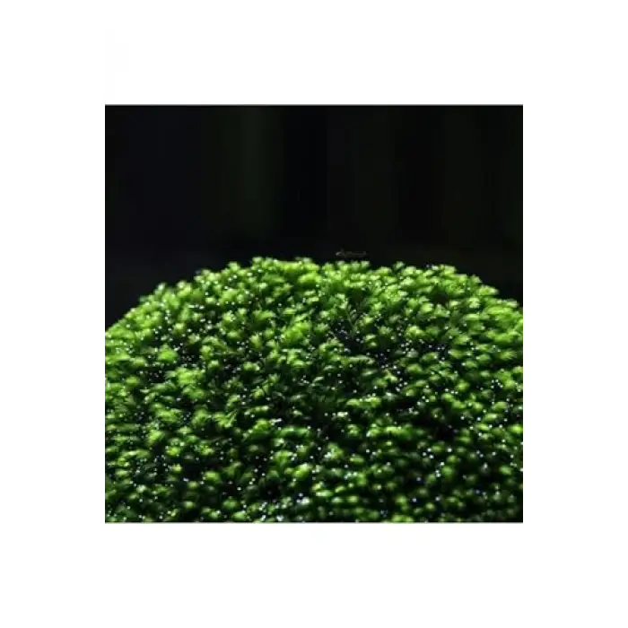 Fissidens Miroshaki Moss Cup Canlı Bitki